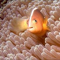 10 thế giới ngầm tuyệt đẹp dưới lòng biển sâu