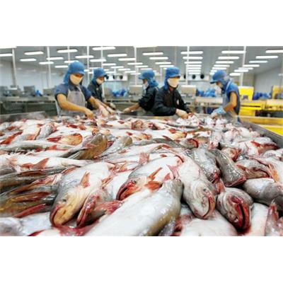 Hệ thống cân thủy sản thu mua từ nhà cung cấp