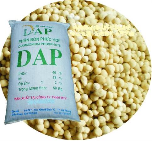DAP Việt Nam (Đình Vũ)
