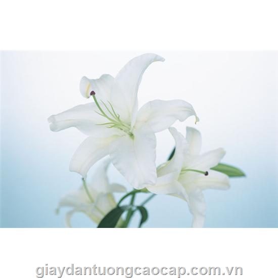 Tranh 145