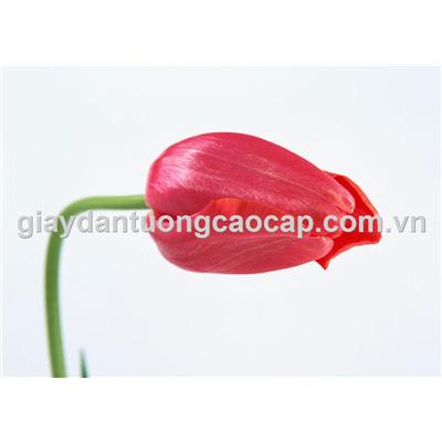 Tranh 147
