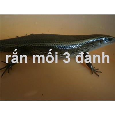 rắn mối có mang